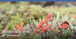 januari! Honblomma av hassel.