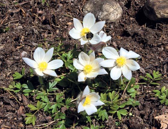 Många av lokalerna är små och omfattar bara några få plantor.
