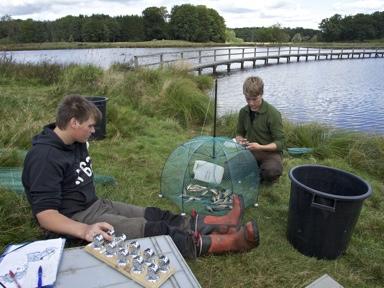 Vi angrep denna frågeställning genom att göra experiment i en damm vars enda fiskbestånd bestod av ällkarp och spegelkarp.