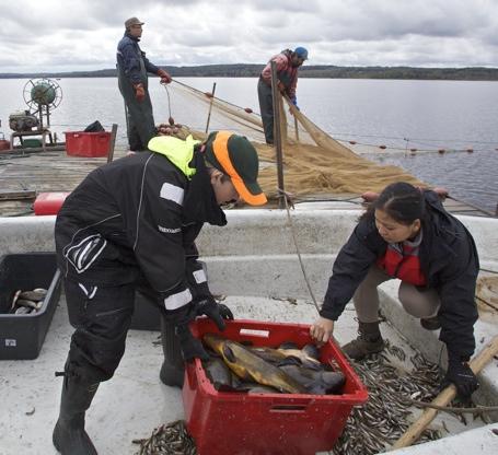 Fiske med bottengarn är en passiv metod som lämpar sig att fånga aktiva (lekande) fiskar.