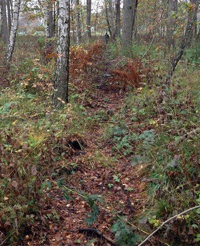 Den västra delen av skogsområdet är tämligen låglänt, med relativt tät undervegetation och beväxt med björk i huvudsak.