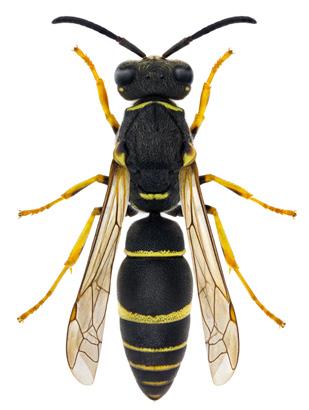 laevipes) palpgetingar Pterocheilus (P. phaleratus) smalgetingar Stenodynerus (S. picticrus) kamgetingar Euodynerus (E.