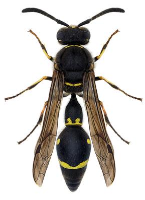 De kan förväxlas med en rad andra gaddsteklar, bl.a. sociala getingar, samt med vissa andra getinghärmande insekter (se Varningsfärger, s. 207-208). Bland rovsteklarna finns t.ex.