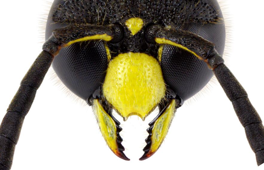 vespidae: eumeninae 3 Morfologiskt avvikande form av käkar och munsköld hos solitärgetinghanar.