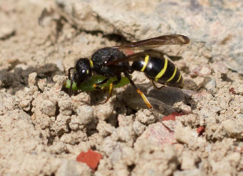 4 nationalnyckeln till sveriges flora och fauna (2004) i Litauen blev slutsatsen att stickbeteendet är en nedärvd släktes- och artspecifik egenskap, som har utvecklats genom getingens
