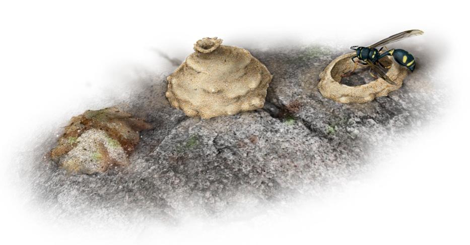 vespidae: eumeninae 5 Bon av solitärgetingar. Här visas fem olika typer av boplatser för de solitära getingarna.