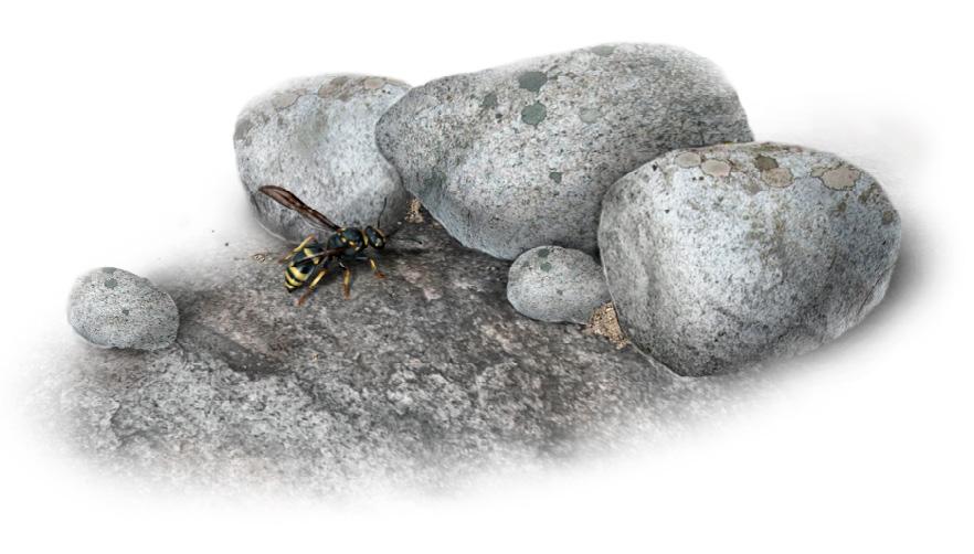 Funktionen hos skorstenen har inte kunnat fastställas, men tydligen hindrar den i vart fall inte parasiterande guldsteklar från att ta sig in och lägga ägg i getingboet.