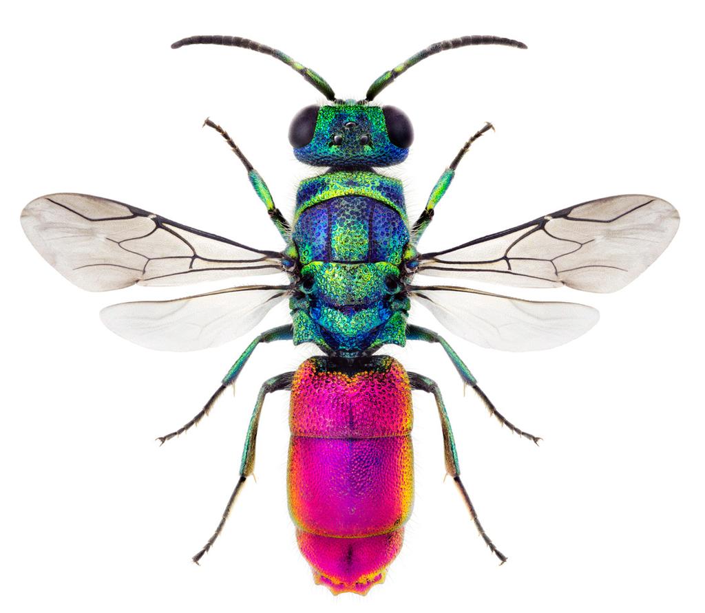 vespidae: eumeninae 7 Guldstekeln Chrysis angustula har påträffats som boparasit hos husvedgeting Symmorphus bifasciatus.