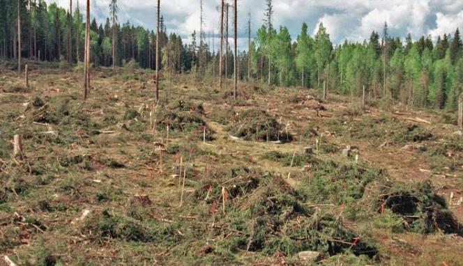 Grot-skörd (grenar och toppar)