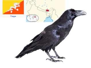 15 29 50 75 FRÅGA 4: NATIONALFÅGEL VUXEN: Japans nationalfågel är en fågel som är rar (syns