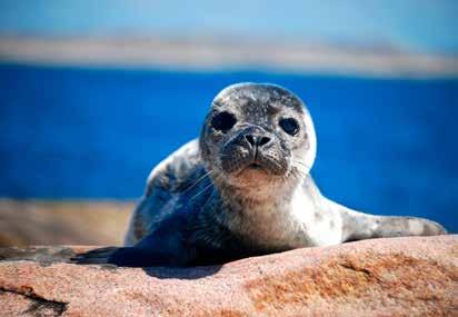 På så sätt minskar vi spillet av plast till havet eftersom dekalerna riskerar att lossna i bogsvallet på skrovet. Vi är oroade för all plast, mer än åtta miljoner ton (!