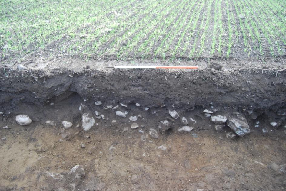 hela lagret med en större koncentration av röjningssten. Kol från en lins i botten av lagret blev av fylkeskommunen datarat till AD 1485 1650, sen medeltid till tidig efterreformatorisk tid.