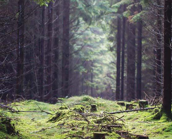 3.1 GESTALTNINGSPRINCIPER Gestaltningsidé Genom att vuxenpsykiatrin är en nybyggnad kan höga krav ställas på utformningen av rum, klimat och innemiljö.