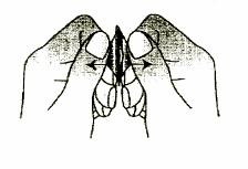 3.Dra av förslutningen Dra försiktigt av folien och börja i hörnet som är markerat med en pil (Figurerna 2 och 3). Fig. 2. Fig. 3. 4.