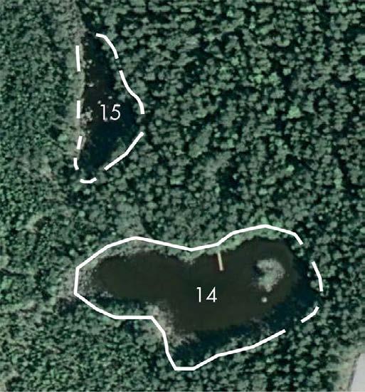 Göl 14 liten sjö omgiven av rikkärr, N Labbofjärden Totalt observerades 10 hanar, fem honor och en icke könsbestämd större vattensalamander.