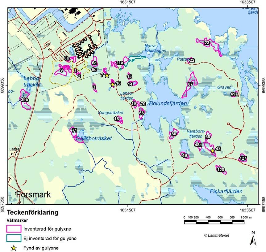 Figur 4 2. Våtmarker i Forsmarksområdet med förekomst av gulyxne 2013. Våtmarker som är inventerade markeras med rosa linje och siffra. Våtmarker med stjärna markerar var gulyxne registrerades 2013.