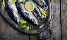 Makrillfilé 160g+ 10 Holland 11314 Marlin loins 3,5 Spanien 11100 Pangasius Filé 5 Vietnam 11801 Redsnapper filé m skinn 10 Yemen 10204 Rödtungafilé 5 Holland 11919 Sejloins 120-140 5 Kina 11851