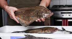 Fiskfärs 5 Sverige 07780 Gäddfärs 5 Sverige 10112 Alaska pollock loin 140-160 5 Kina 10511 Smörfiskfilé 5 Vietnam Koljafilé us 100-300g. 5 kg/krt Makrillfilé 160g+.
