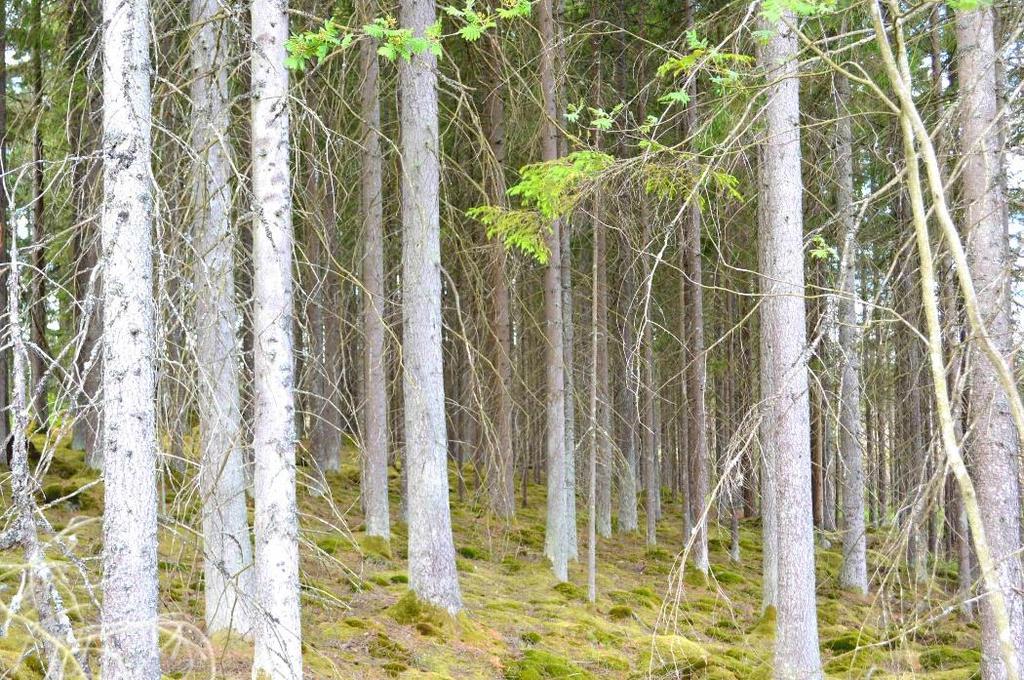 Skogsmark ca 20 ha med virkesförråd om ca 2 400 m3sk huvudsakligen gran och tall.