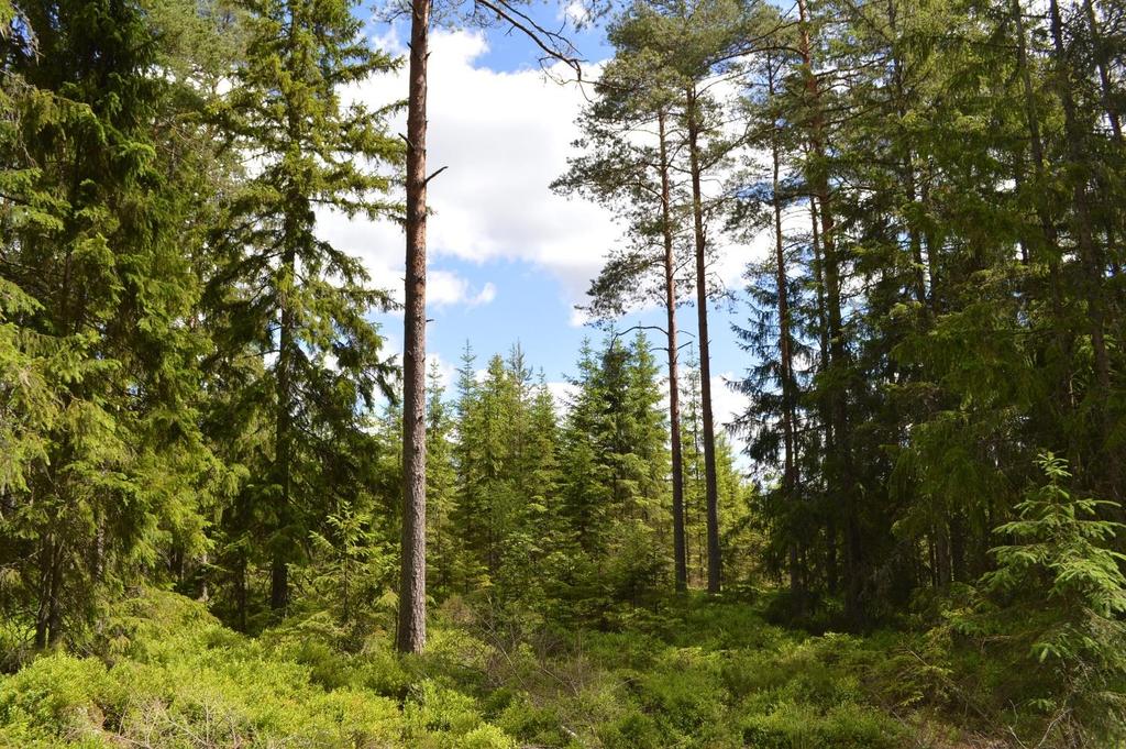 Skogsfastighet Älmhult 21 ha Skog och Mark Skogsmark Enligt skogsbruksplanen är den produktiva skogsarealen 20,0 ha med ett beräknat virkesförråd om 2 394 m3sk