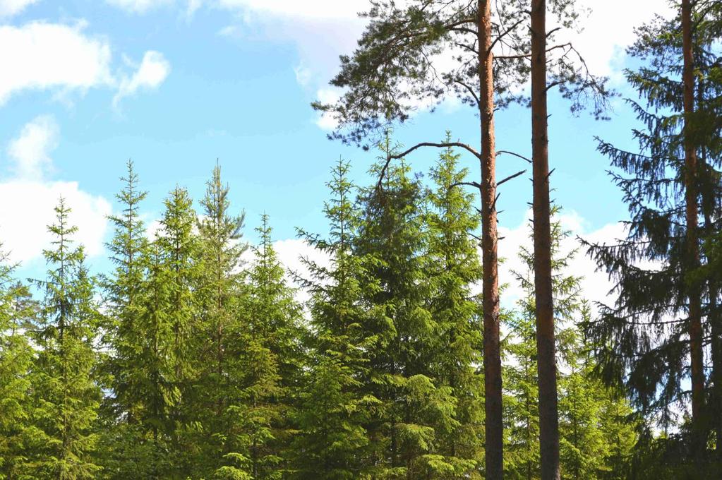 Vindkraft Fastigheten ligger inte inom område som bedömts som lämpliga för vindkraft enligt Älmhult Kommuns vindkraftsplan. (Källa: www. almhult.se).