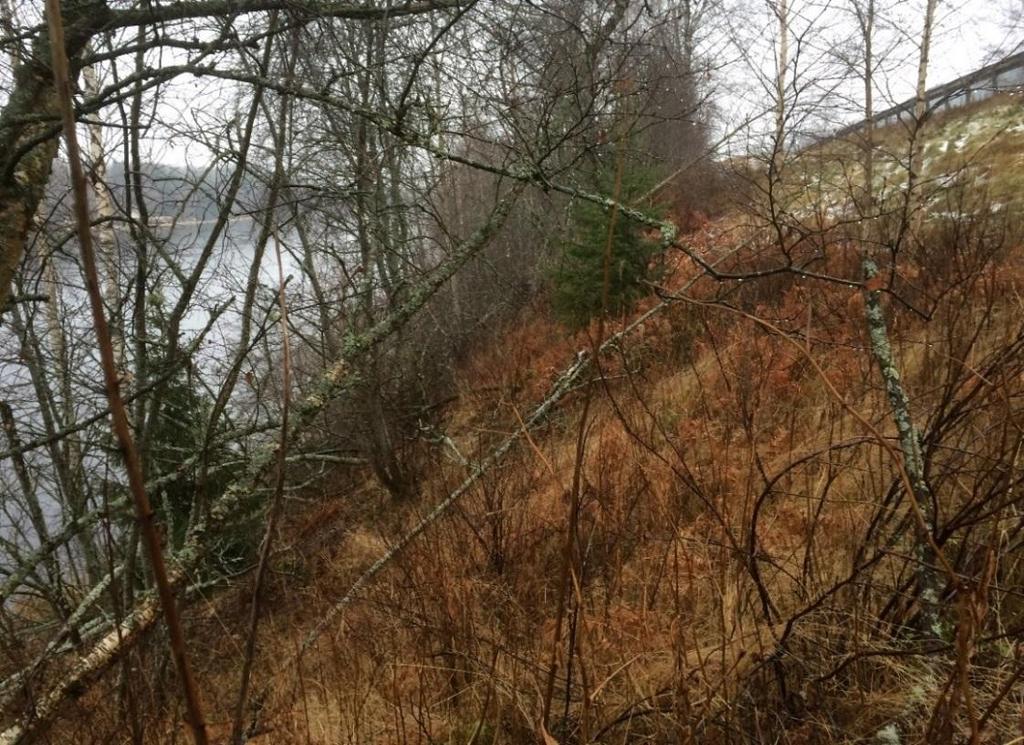 Figur 2. Brant slänt ned mot Dalälven i Gagnbro som behöver erosionsskyddas. 5.2.2 Duvnäs km 7/420-7/470 På sträckan mellan järnvägsviadukten i Duvnäs och Gimsbärke ligger vägen på flera ställen nära älven.