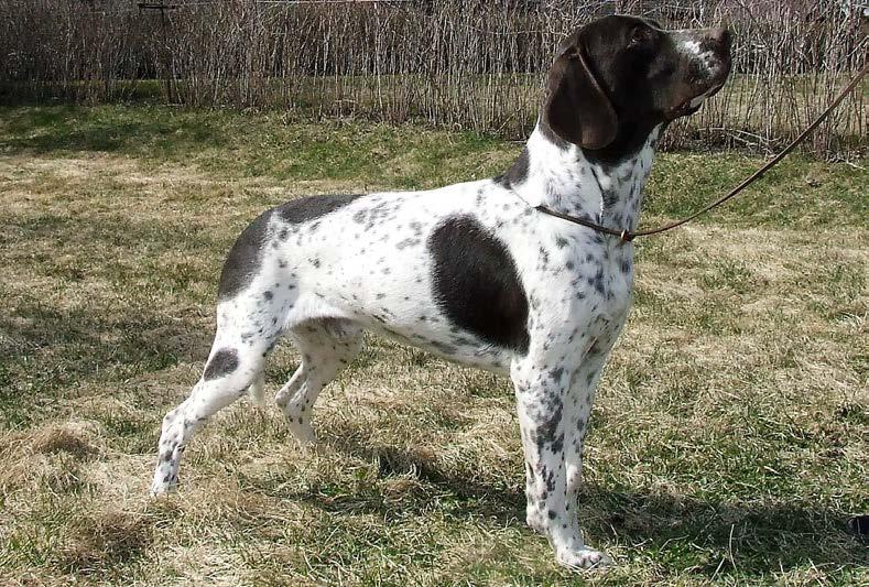 Gammel Dansk Hönsehund RASSTANDARD med rasklubbens kommentarer Svenska Rasklubben för Gammel Dansk Hönsehund Rasklubb inom