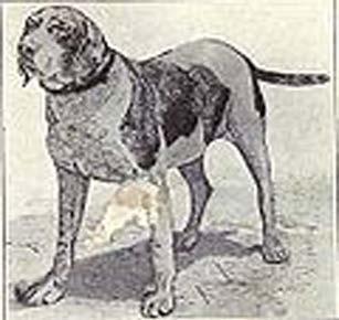 Historik för Gammel Dansk Hönsehund (GDH) Den gammel danska hönsehundens historia kan följas tillbaka till början av 1700-talet.