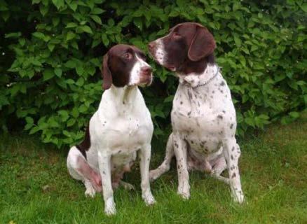 HELHETSINTRYCK Gammel dansk hönsehund skall vara en medelstor, rektangulär och kraftigt byggd hund.