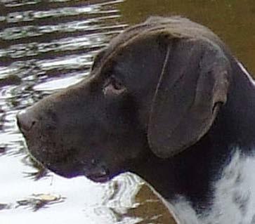 Utmärkt hanhundshuvud med korrekta proportioner. Nosparti Nosryggen skall vara bred. Läppar Överläpparna skall vara djupa hela vägen och täcka underkäken.