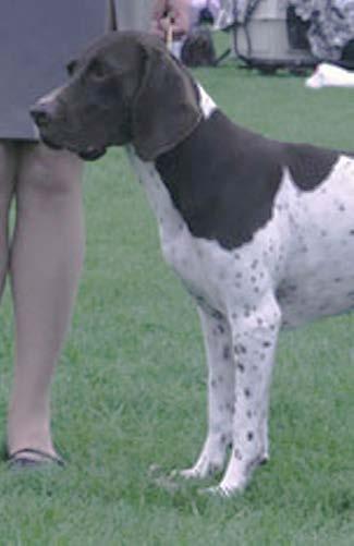 Hanhund med väl musklad hals, välvinklat framställ och god manke. Manke Manken skall vara tydligt markerad. Rygg Ryggen skall vara fast och välmusklad.
