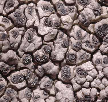 Fig. 80. Aspicilia epiglypta, är sällsynt i länet, men var ovanligt riklig i området. dominerande i andra reservat.