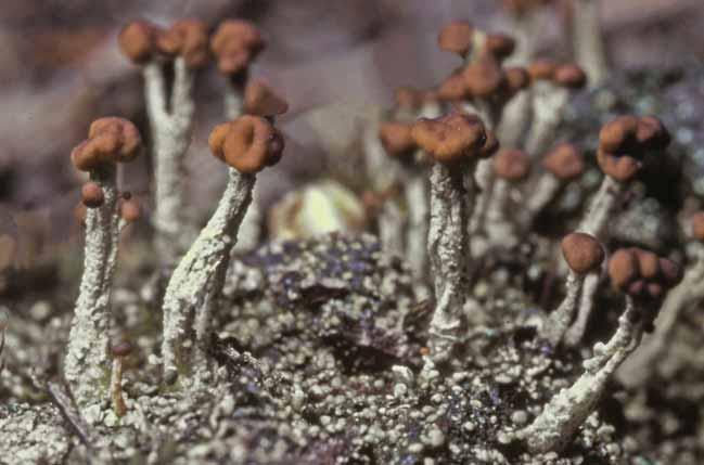 Hallands län Fig. 4. Huvudbägarlav Cladonia peziziformis växer på brända ljunghedar och är en av landets mest sällsynta lavar. Arten förefaller att vara knuten till ljunghedar som bränns regelbundet.