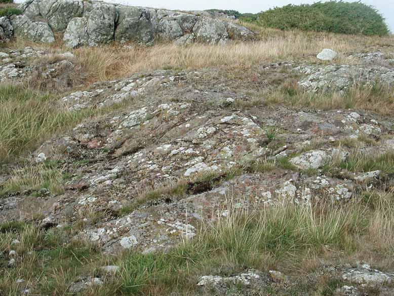 Mark- och stenlevande lavar Fig. 7. Svagt sluttande hällar med något kalkfö rande, mer lä ttvittrad berggrund och en avvikande lavflora där t.ex. Agonimia tristicula hittades. Naturreservatet Balgö.