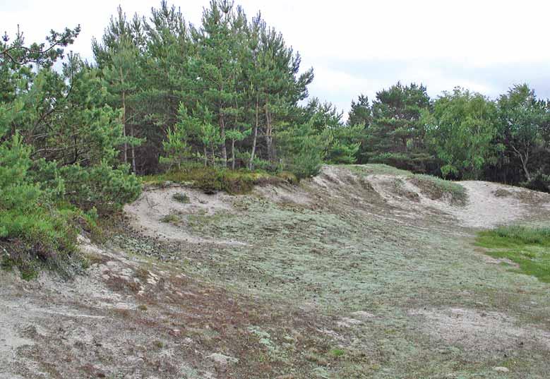 Mark- och stenlevande lavar Appendix 1. Lavfloran i olika miljöer Ofta finns stora likheter mellan områden som har ungefär liknande förutsättningar, men mycket ofta finns även en del skillnader.