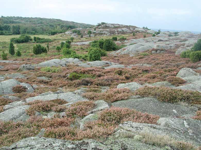 Hallands län Fig. 18. På många lokaler längs kusten i norra Halland finner man ljungbevuxna marker omväxlande med runda hällar rika på lavar.