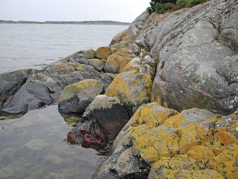 Mark- och stenlevande lavar Fig. 19. Lavarna på kustklippor växer ofta i olika zoner ovan vattenytan. Ibland blir dessa zoner tydligare än på många andra ställen, som här i Särö Västerskog. fera, C.