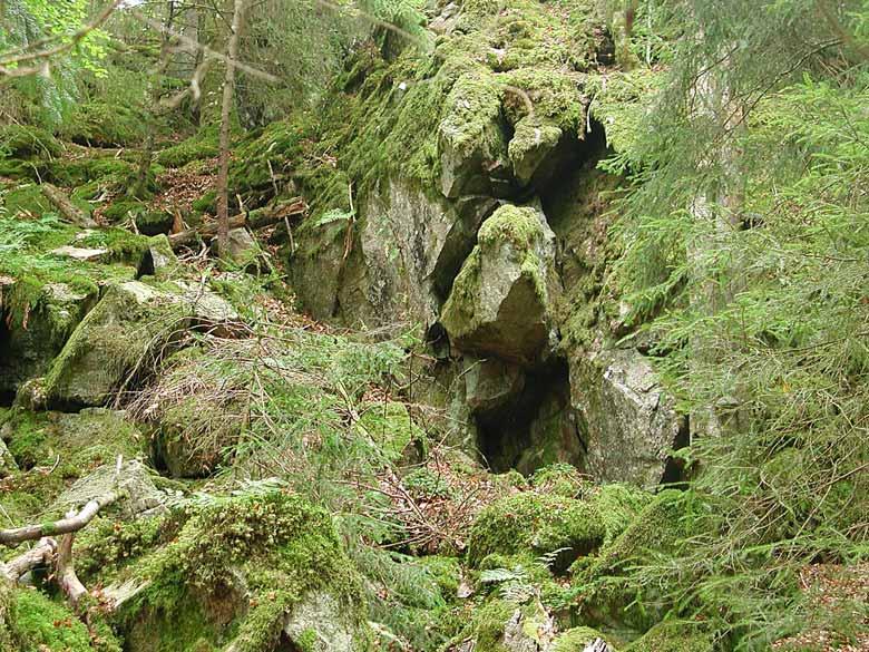 Hallands län Fig. 26. Dullaberget: Även i de dunklaste skogar finner man ibland sällsynta lavar. På de beskuggade klipporna växte bland annat Micarea lutulata, som var ny för Småland.