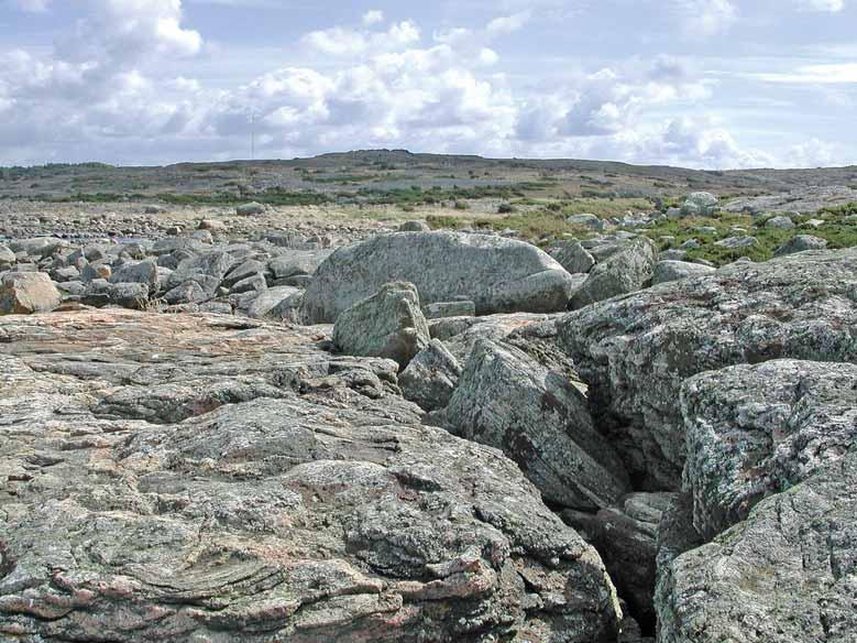 Hallands län Fig. 29. Vy in mot landet med öppna, betade kullar och rika kustklipporna i förgrunden. Biskopshagen. undersökning i mikroskop en parasit, Stigmidium marinum, som är ny för Halland.