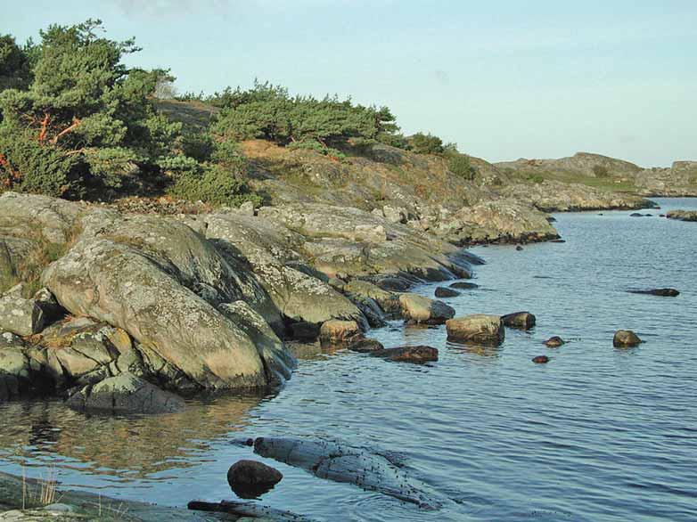 Hallands län Fig. 31. Fjärehals är en rik lokal med många kustarter, varav den sällsynta Halecania ralfsii är den mest anmärkningsvärda.