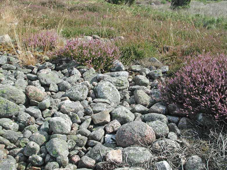 Hallands län Fig. 32. I flera av kustreservaten i norr finns omfattande klapperstensfält, vilka ibland hyser intressanta arter. Här i Näsbokrok hittades t.ex. Clauzadeana macula. V. latebrosa och V.