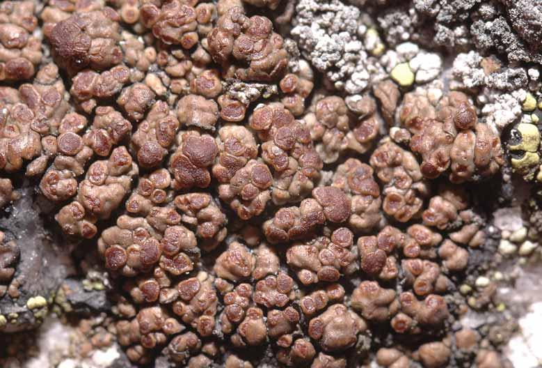 Hallands län Fig. 34. Protoparmelia atriseda, noterad bl.a. på Vallda Sandö, börjar oftast som parasit på gula Rhizocarponarter, men kan i senare stadier leva fritt.