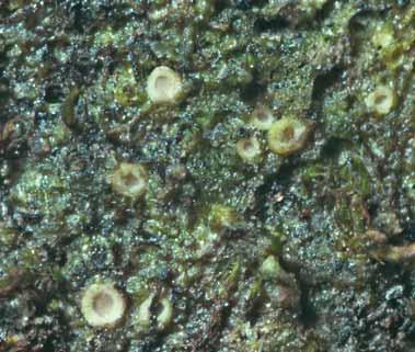 Mark- och stenlevande lavar Appendix 3. Kommenterad artlista *Absconditella trivialis. 1 lokal. Strattebo vid Fegen på fuktig sand i vägkanten av en grusväg (Fig. 36). Ny för Halland 2003.