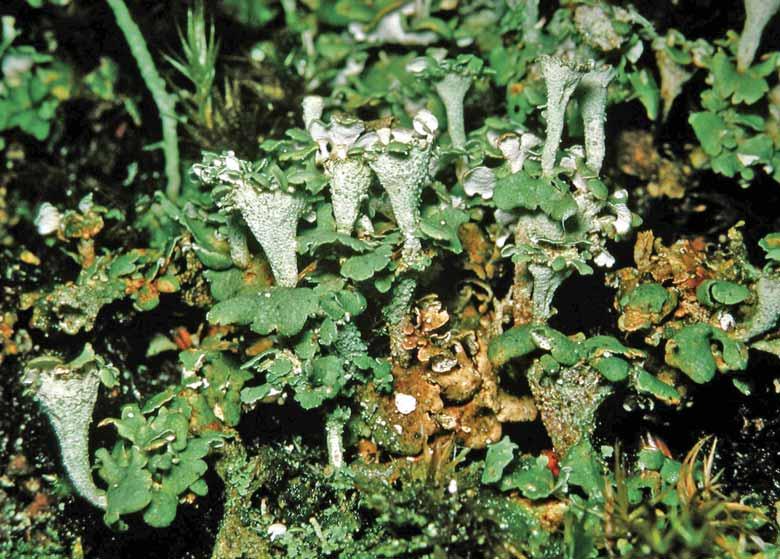 Hallands län Fig. 39. Cladonia cyathomorpha växer på mossiga block och lågor och förefaller vara sällsynt. ställen där annan vegetation har svårt att klara sig kan man finna den bruna busklav.