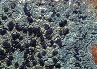 English summary Hallands län The lichen flora growing on rocks and on the ground has been investigated in nature reserves, Natura 2000 areas or other kinds of conservation areas.