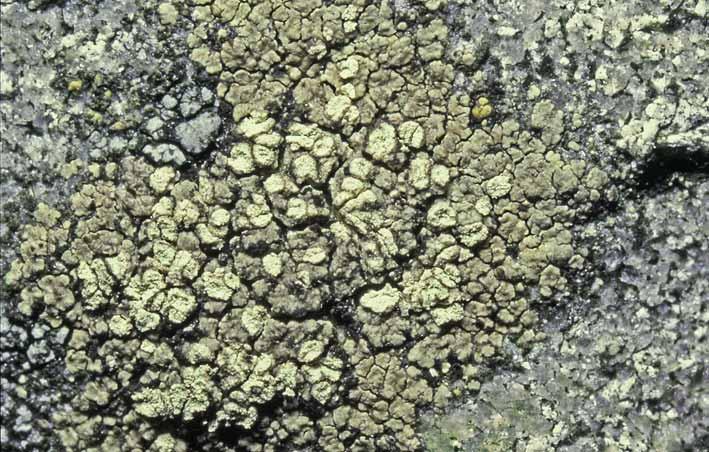 Hallands län Fig. 41. Lecanora soralifera förekommer spridd i landskapet, ofta på kulturpräglade platser. på en mur, eller rättare sagt på en av väggarna på Varbergs fästning. Lecanora cenisia.
