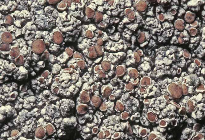 Mark- och stenlevande lavar Fig. 42. Lecanora vacillans föredrar nordvända lodytor som ej beskuggas av träd eller buskar.
