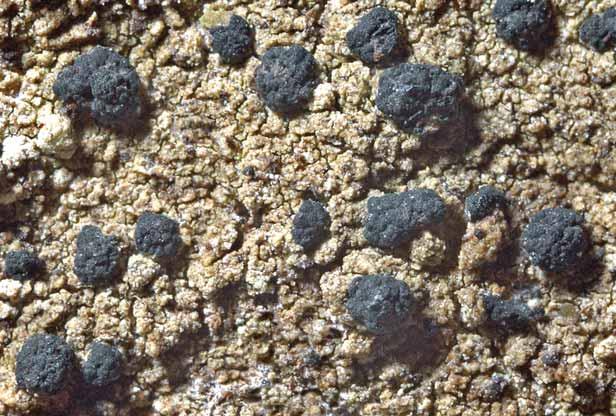 Hallands län Fig. 44. Micarea lutulata visade sig under inventeringen förekomma flerstädes på fuktiga och skuggiga lodytor. redan 1993, men har fortfarande bara tre kända lokaler i länet.