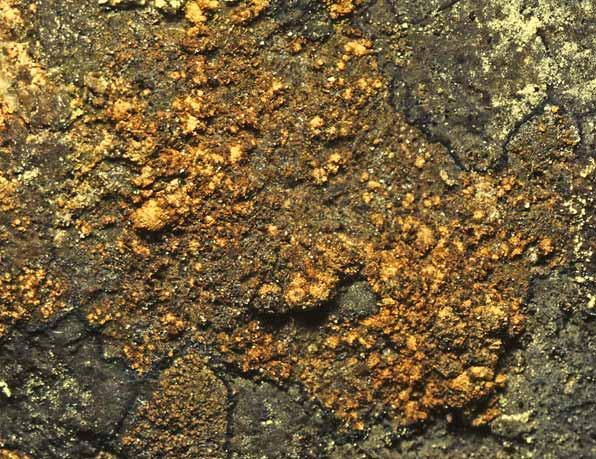 Mark- och stenlevande lavar Fig. 45. Opegrapha gyrocarpa är en av de vackraste lavarna på lodytor i skog. den i O. vulgata, som växer på träd.