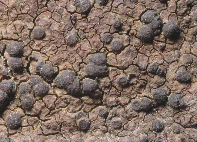 Hallands län Fig. 50. Rinodina fimbriata växer fuktigt vid vattendrag och är mycket sällsynt i landet. sällsyntaste kartlavarna och i Halland finns bara ett fynd tidigare.